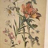 Lithography of flowers 1890