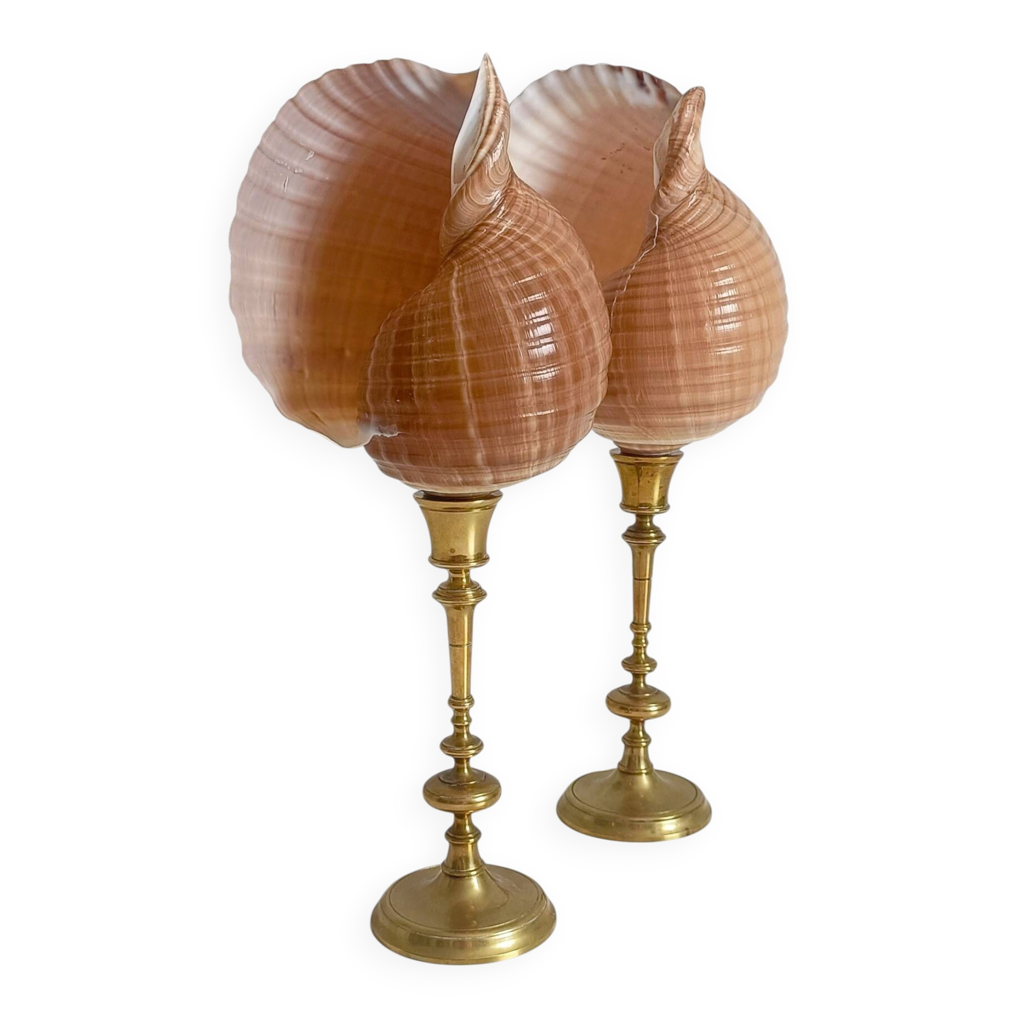Pair of natural shells on a mid-century Swedish Skultuna brass candelabrum.