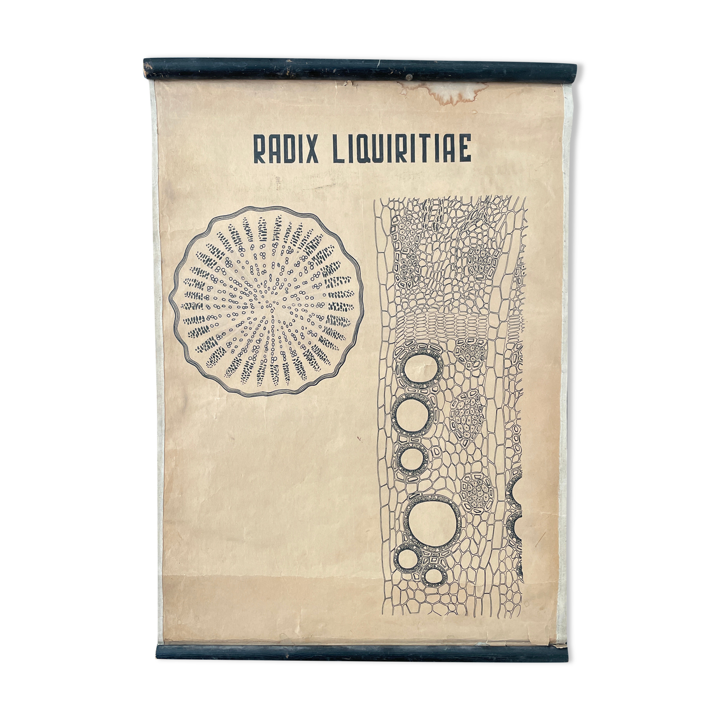 Vintage botanical poster wall board 1970's hand made pharmaceutical university