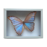 Stuffed butterfly