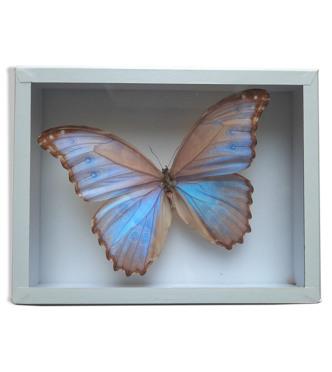 Papillon naturalisé