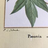 Reproduction of the "Paeonia Moutan" pj redoute under glass. Wooden frame. Hanging hook.