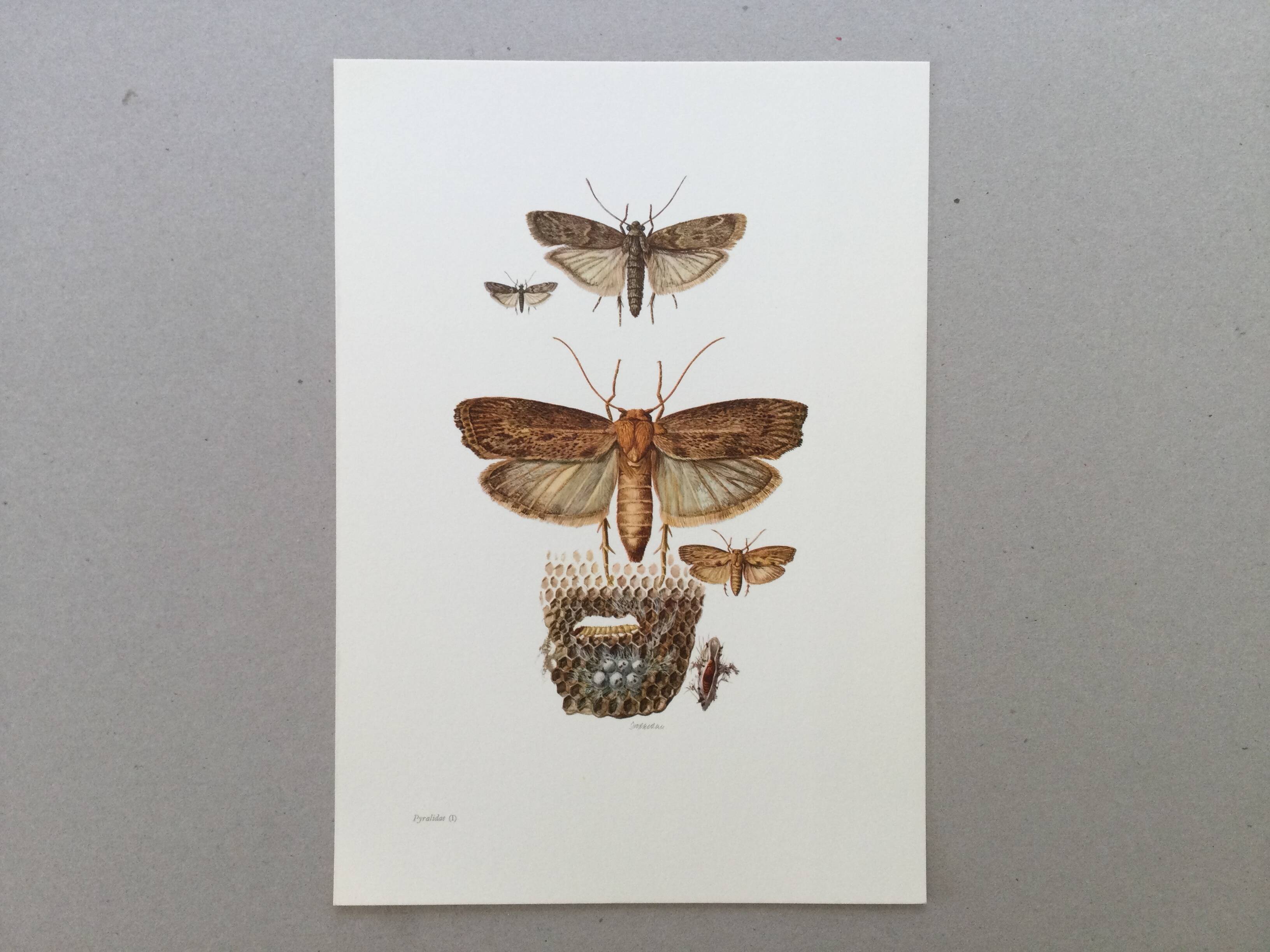 Vintage Print Insects, Butterflies Old Illustration 1969