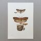 Vintage Print Insects, Butterflies Old Illustration 1969