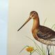 Antique bird print from the 1960s - Black-tailed Godwit - Illustration