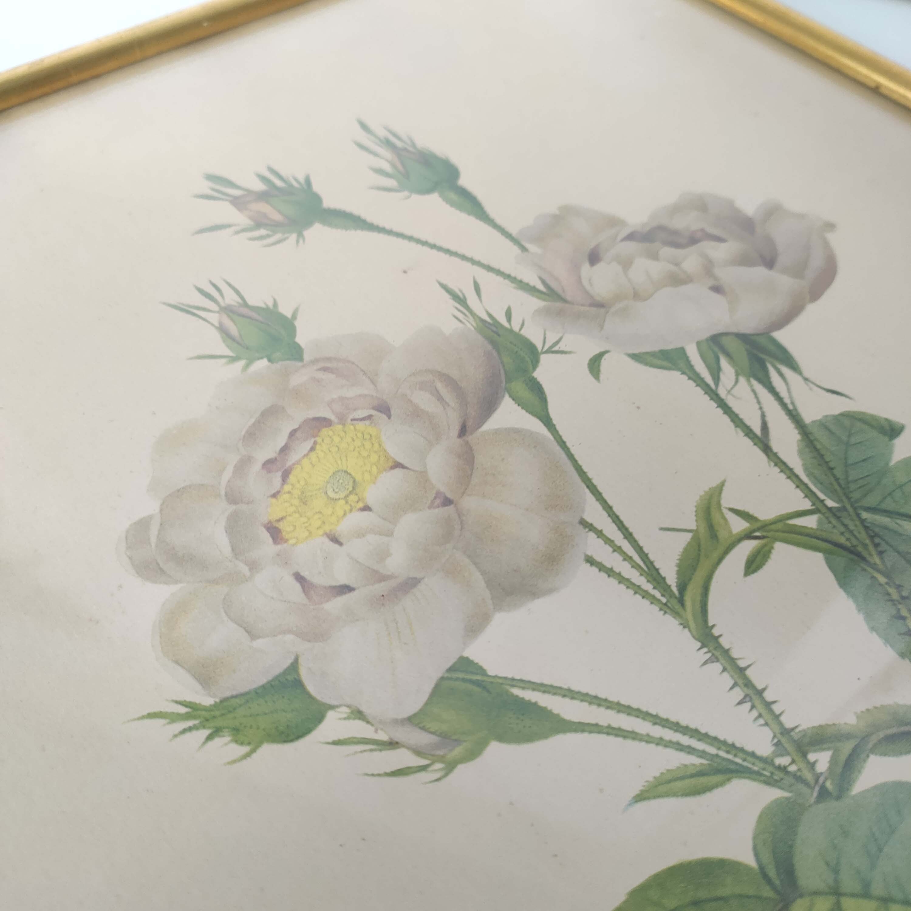 Botanical plate Rose Dreaded