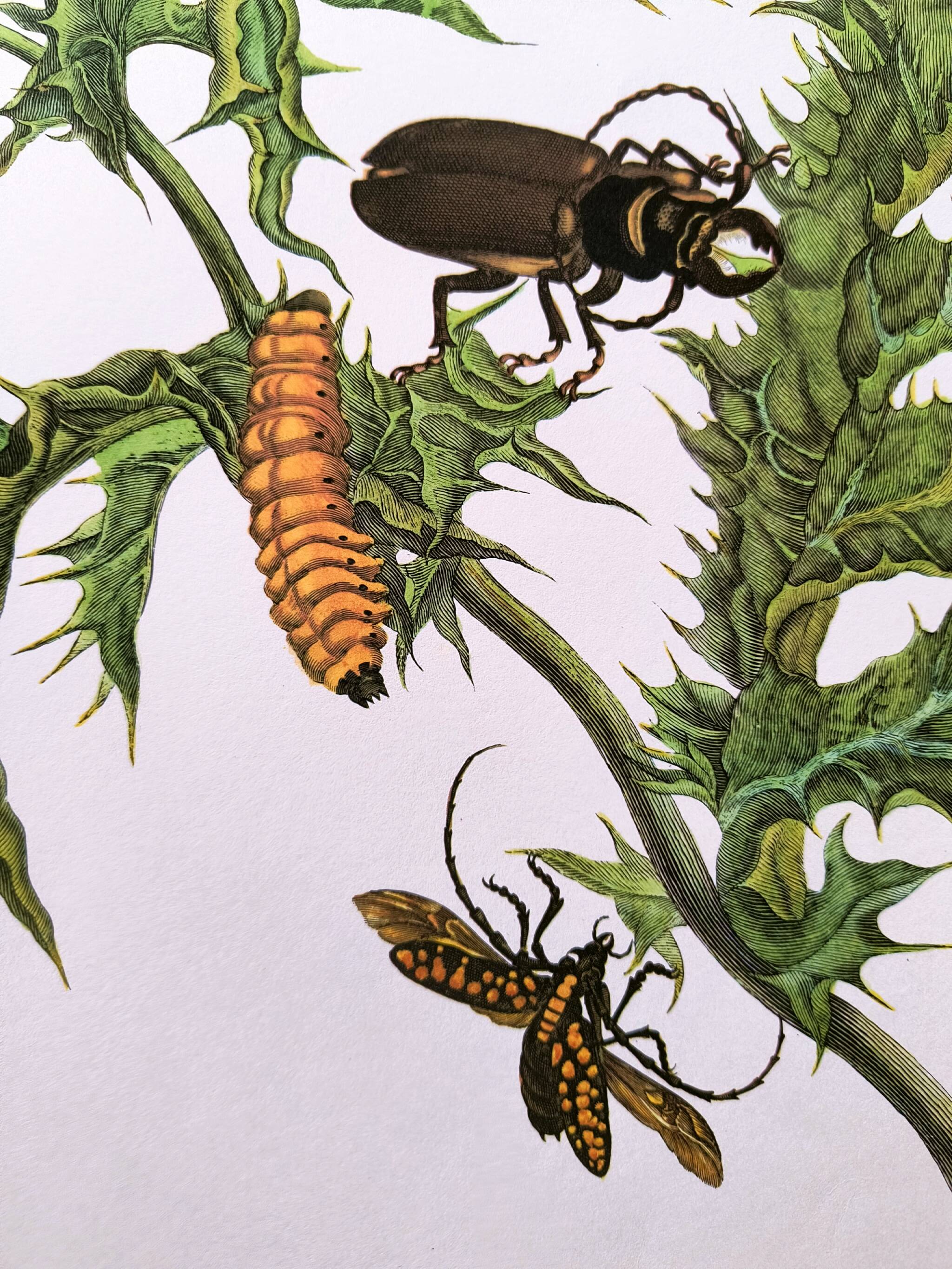 Merian Botanical Plate - Mexican Thorny Thistle - Ancient and Natural