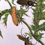 Merian Botanical Plate - Mexican Thorny Thistle - Ancient and Natural