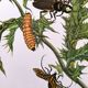 Merian Botanical Plate - Mexican Thorny Thistle - Ancient and Natural