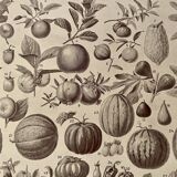 Lithograph on the fruits of 1928