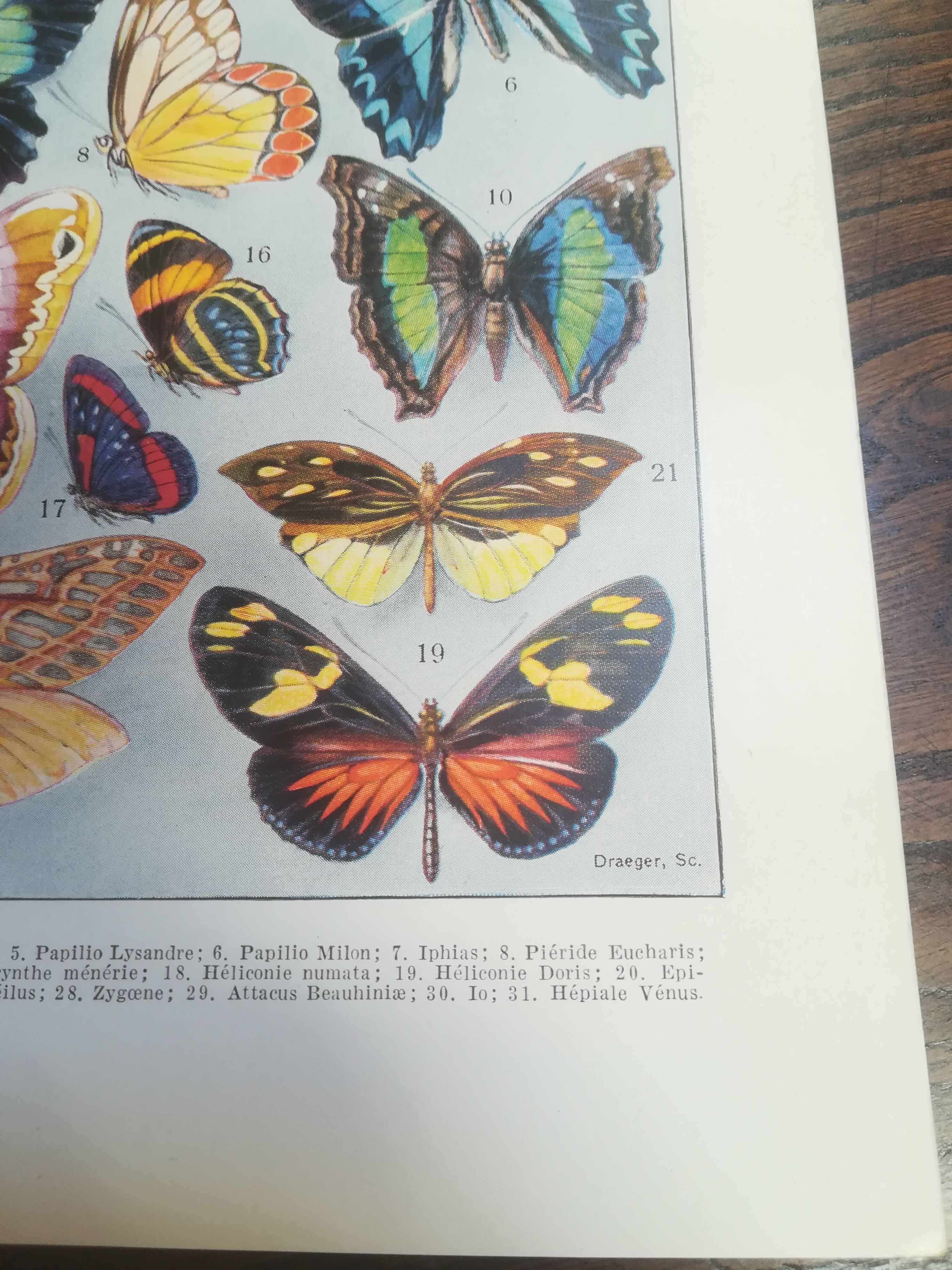 Lithographie sur les papillons de 1928 "exotiques"