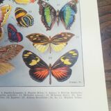 Lithograph on "exotic" butterflies of 1928
