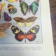 Lithographie sur les papillons de 1928 "exotiques"