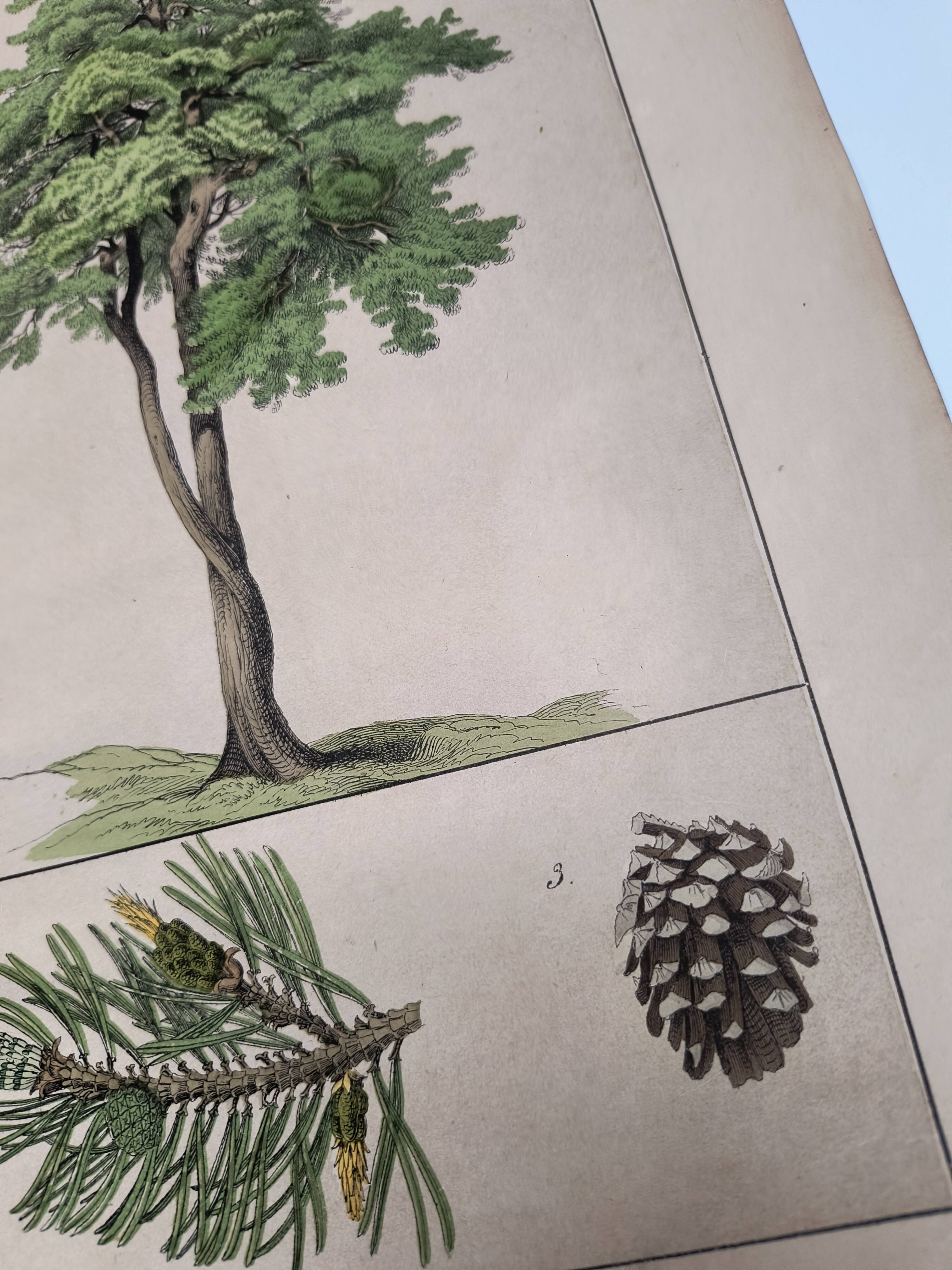 Planche botanique 1870. Arbres : Bouleau et Pin. Gravure ancienne