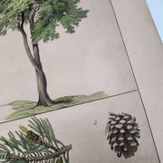 Planche botanique 1870. Arbres : Bouleau et Pin. Gravure ancienne