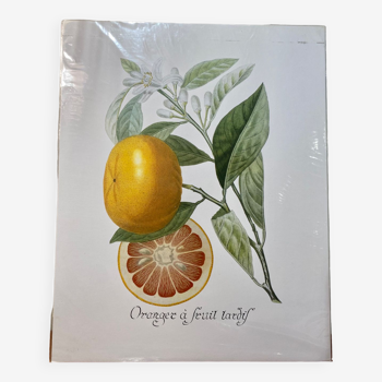 Risso Citrus Lithograph