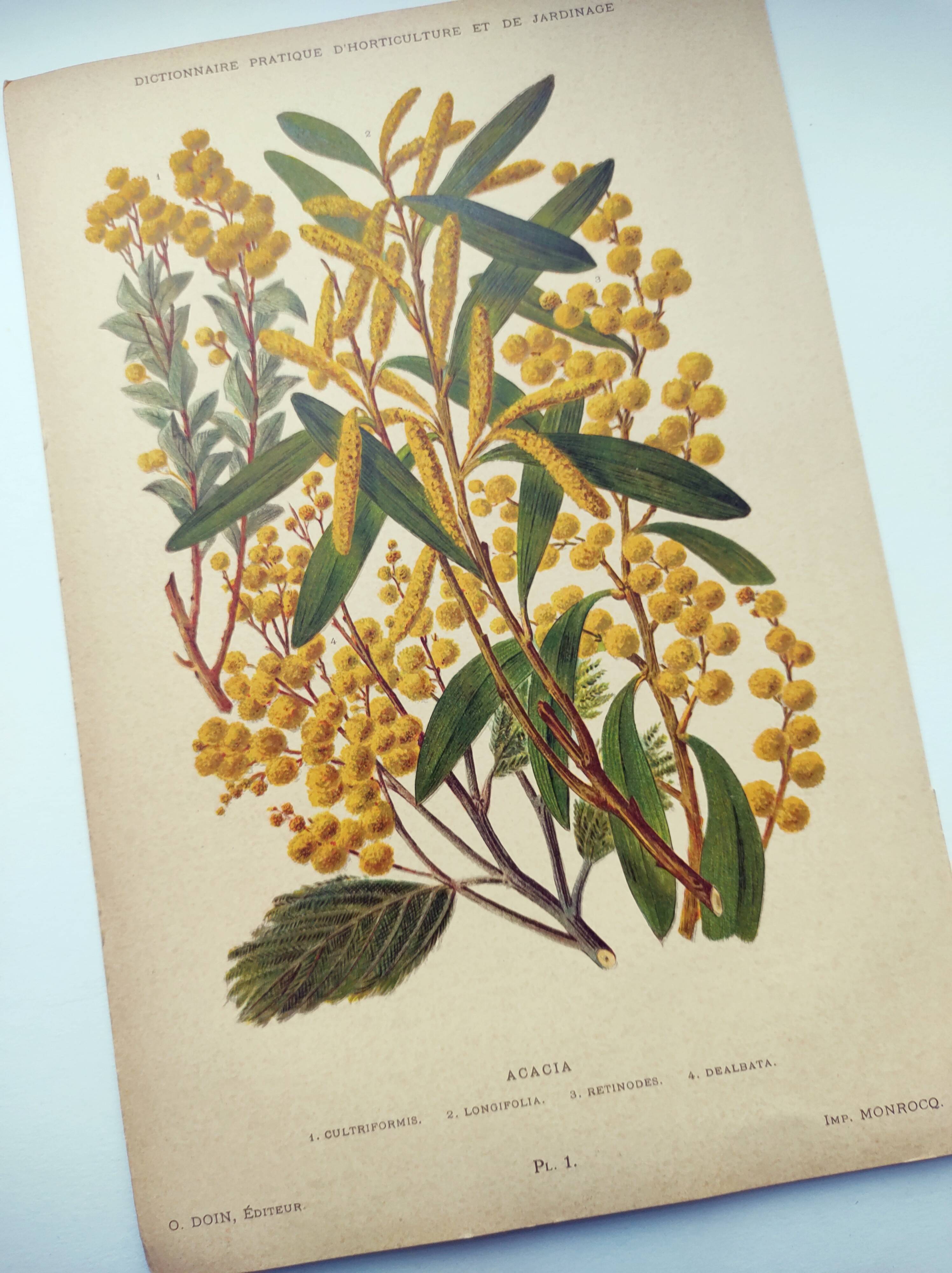 Botanical engraving from 1897 - Acacia - Original plate. Old flower lithograph
