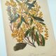 Botanical engraving from 1897 - Acacia - Original plate. Old flower lithograph