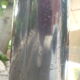 Balance Lutrana R25 chromée