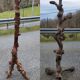 Pair of wooden floor lamps