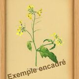 Botanical illustration from 1948. Meadow flowers by Strache. Cardamine