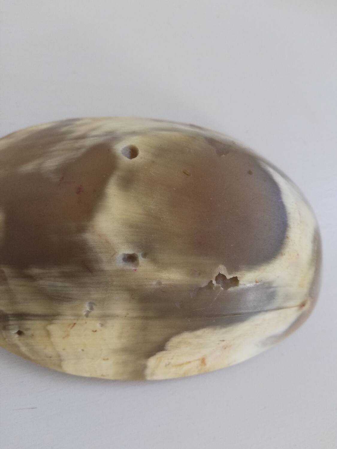 Natural horn bowl/empty-pocket