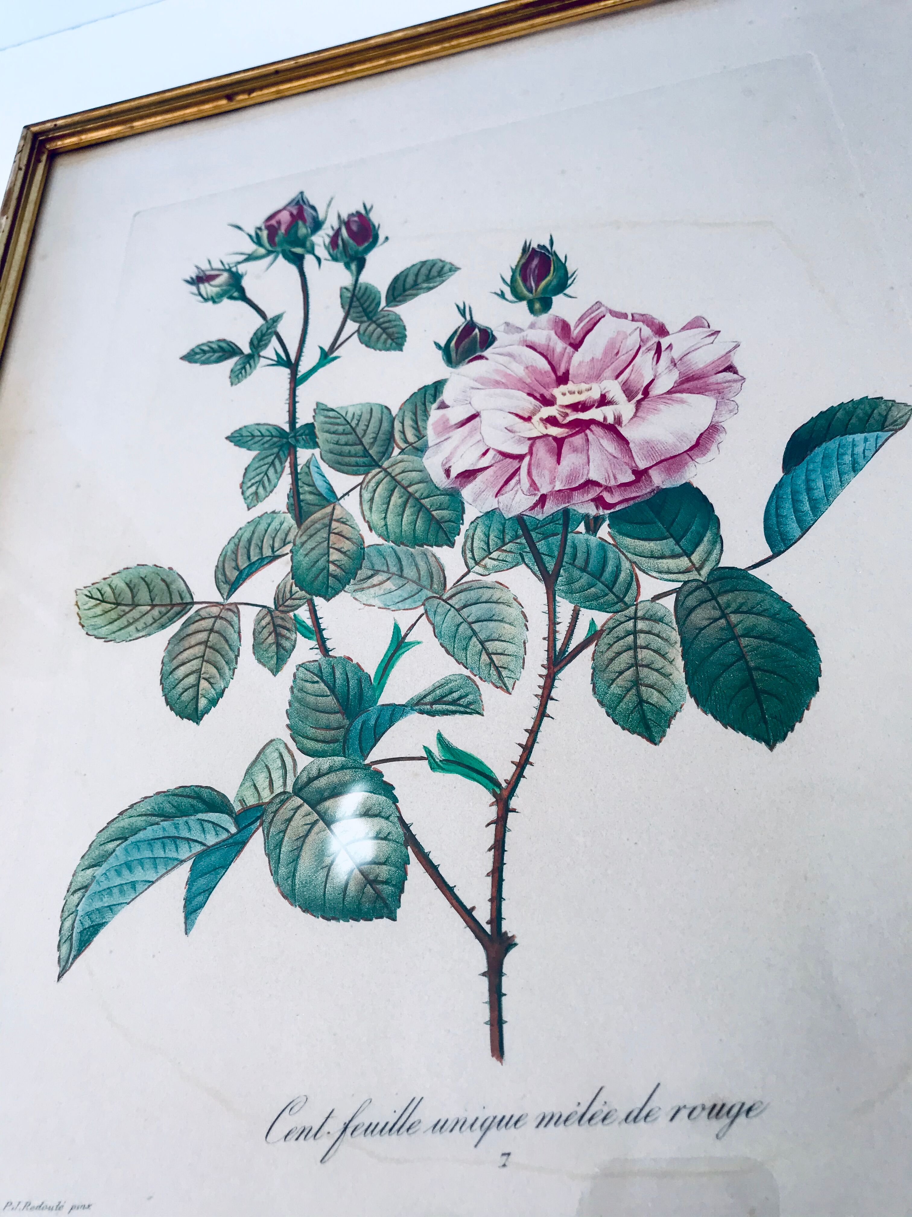 Gravure Redouté ancienne encadrée