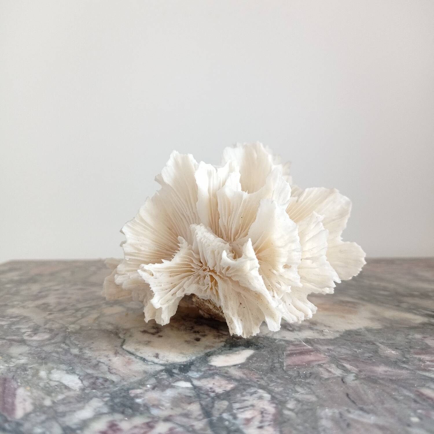 Vintage Jagged Coral