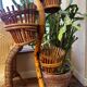 Rattan cobra plant holder