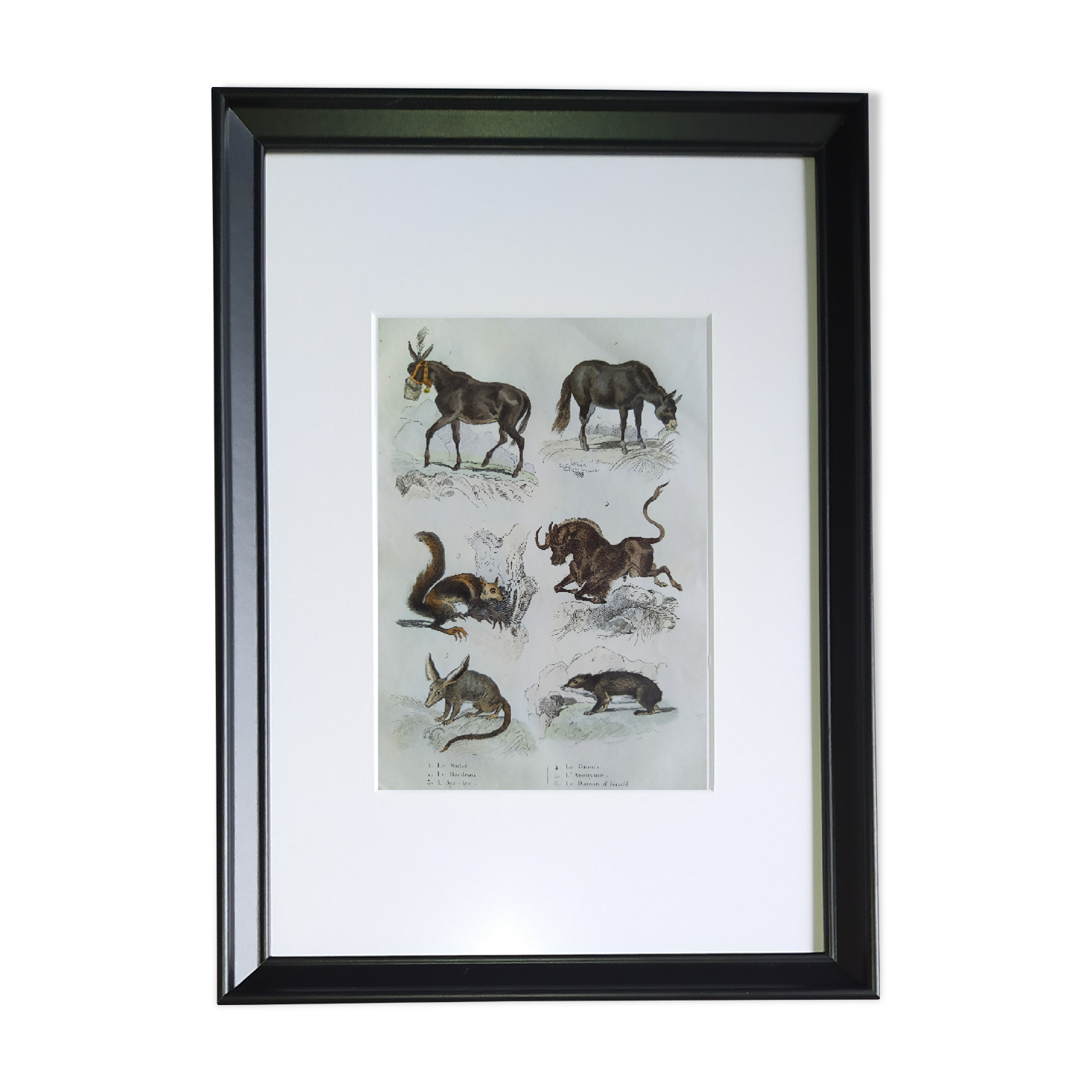 Original zoological plate "mule, shingle, aye aye,... - Buffon 1838