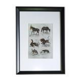 Original Zoological Plate " Mulet, Bardeau, Aye Aye,... - Buffon 1838