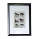 Original zoological plate "mule, shingle, aye aye,... - Buffon 1838