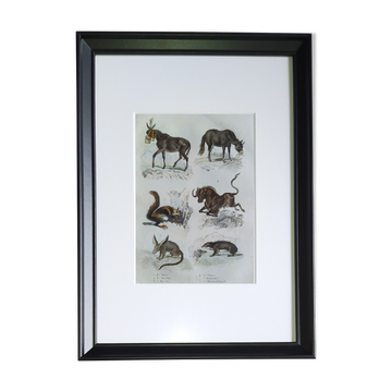Original zoological plate "mule, shingle, aye aye,... - Buffon 1838