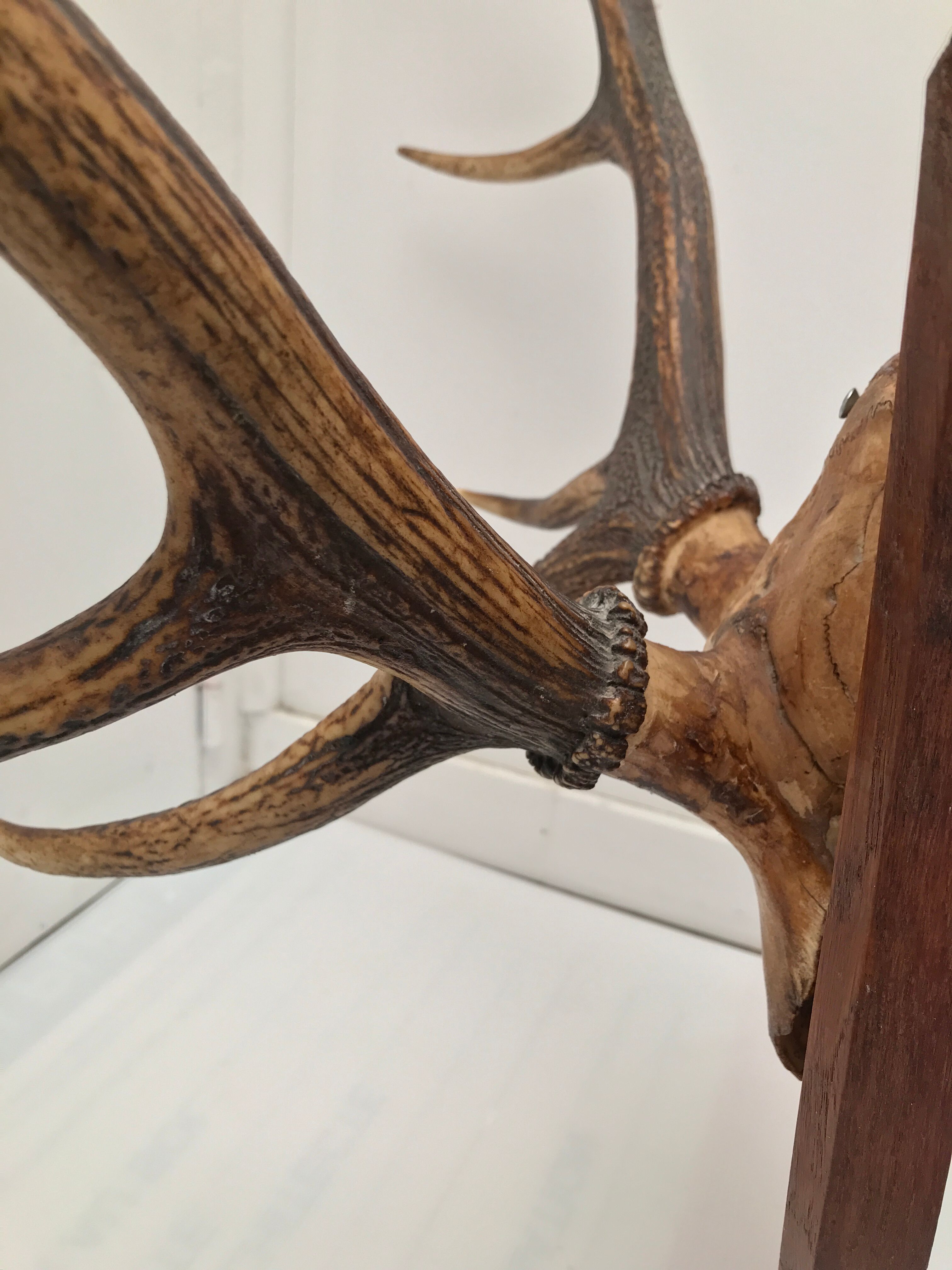 Deer trophy on wooden base 1960