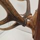 Deer trophy on wooden base 1960