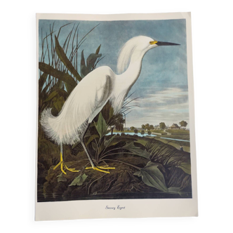 Planche oiseaux de J.J. Audubon - Aigrette neigeuse - 1978