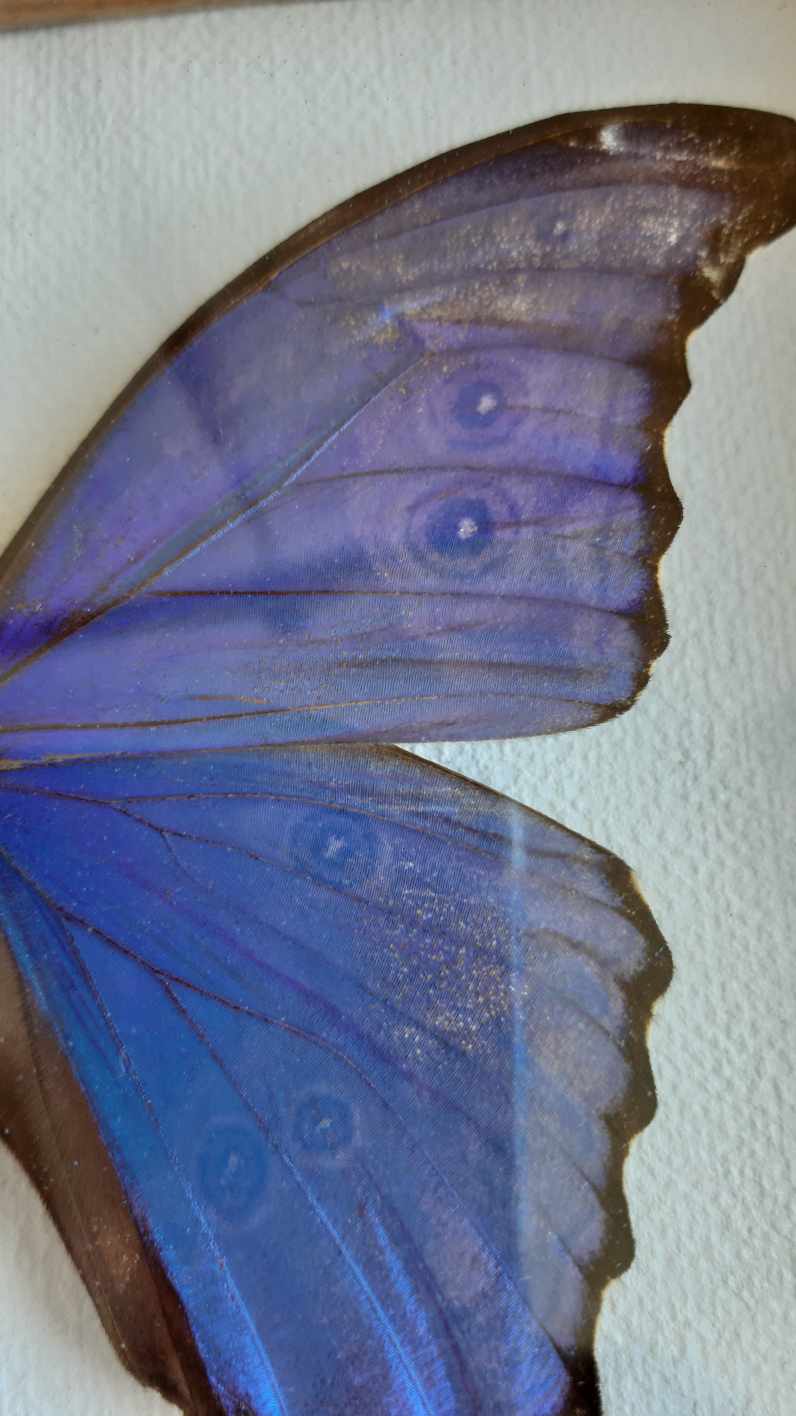 silver blue butterfly frame cabinet of curiosity framing taxidermy