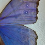 silver blue butterfly frame cabinet of curiosity framing taxidermy