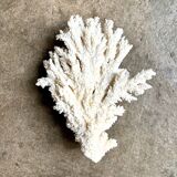 White coral