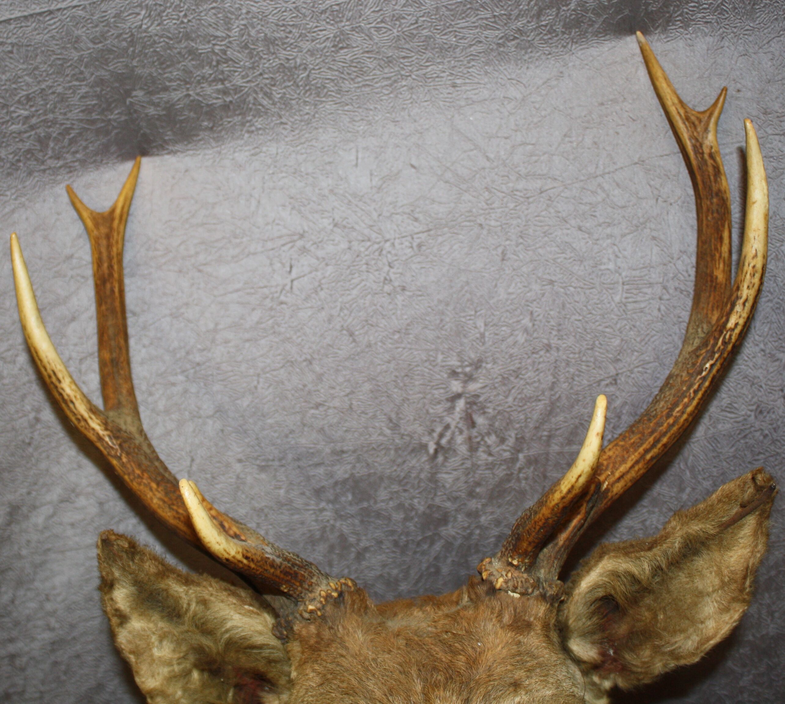 Deer head 10 horns