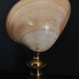 Cabinet of Curiosities codakia tigerina shell on base