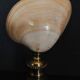 Cabinet of Curiosities codakia tigerina shell on base