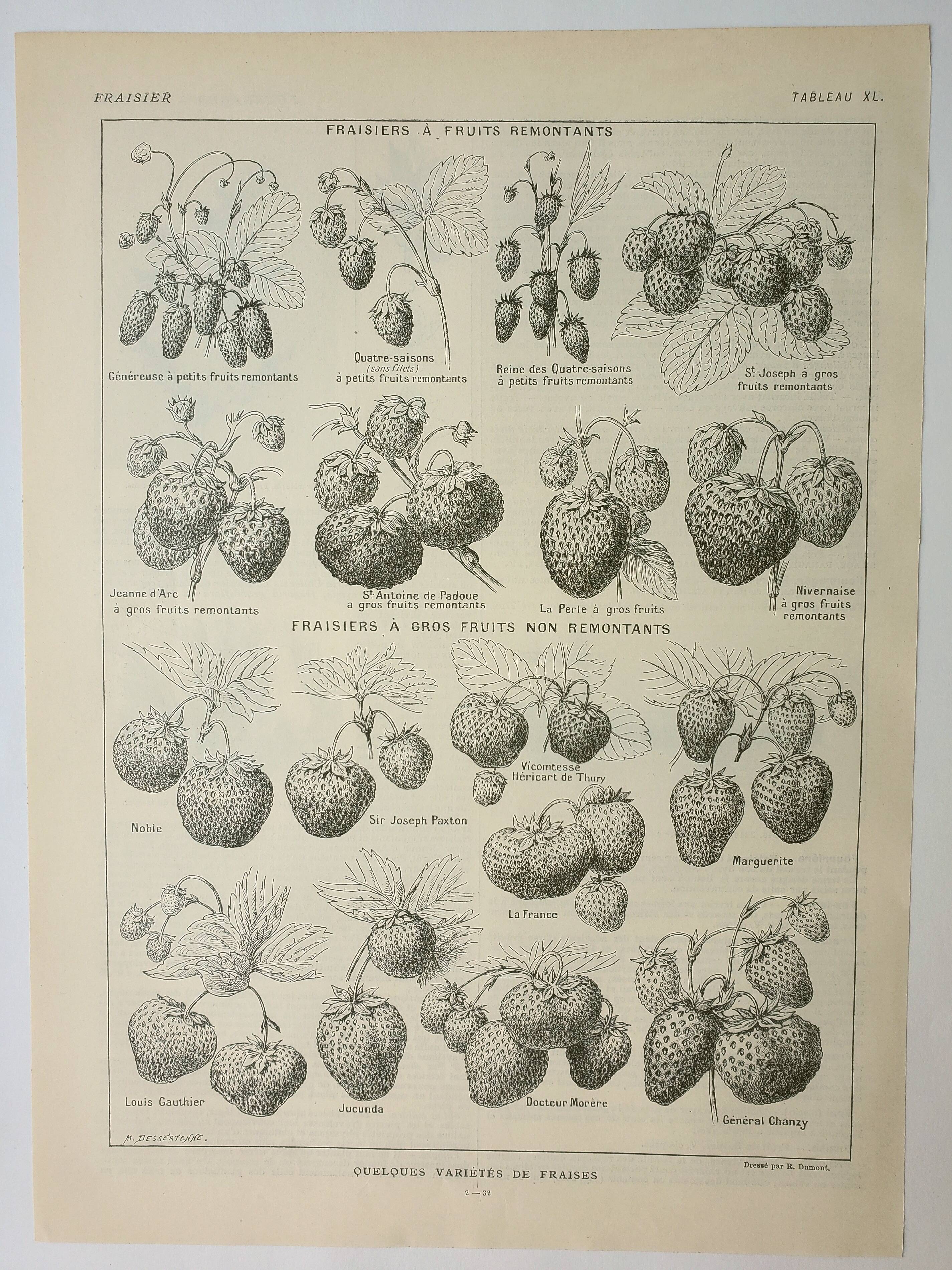 Old engraving 1922, Strawberries, strawberry plants, agriculture, fruit • Lithograph, original illustration