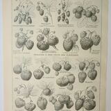 Gravure ancienne 1922, Fraises, fraisiers, agriculture, fruit • Lithographie, illustration originale