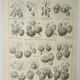 Old engraving 1922, Strawberries, strawberry plants, agriculture, fruit • Lithograph, original illustration