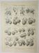 Old engraving 1922, Strawberries, strawberry plants, agriculture, fruit • Lithograph, original illustration