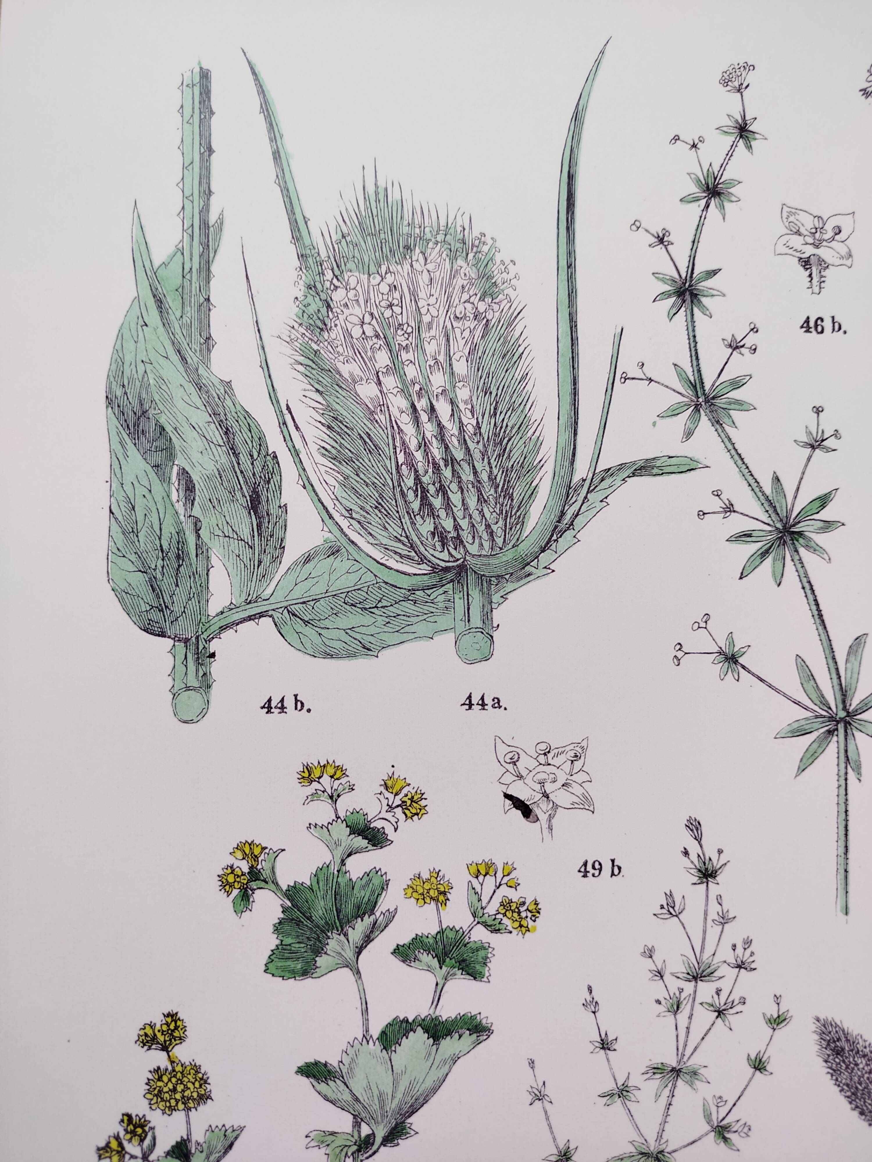 Affiche sur les plantes d'après une gravure de 1881 "plantain"