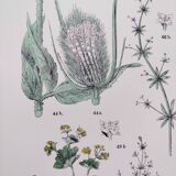 Affiche sur les plantes d'après une gravure de 1881 "plantain"