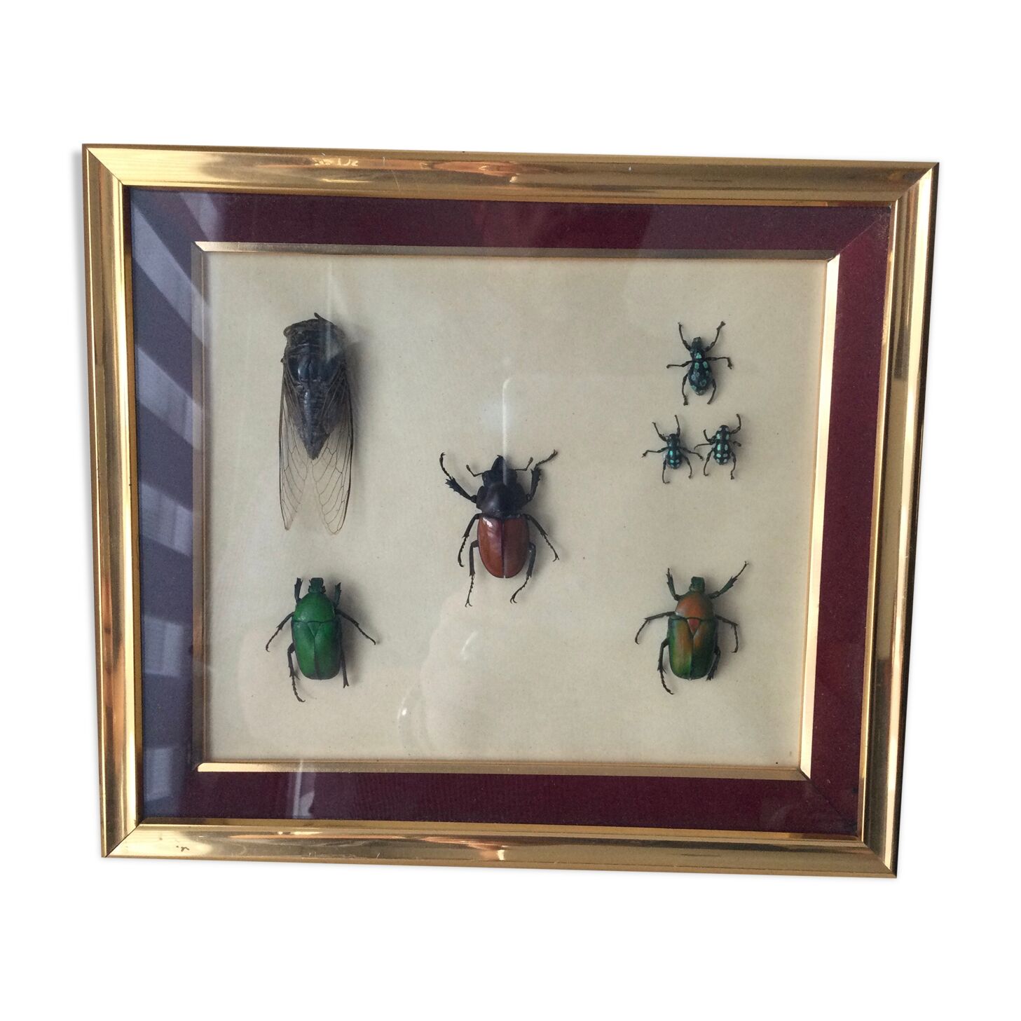 Subframe beetles