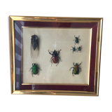 Subframe beetles